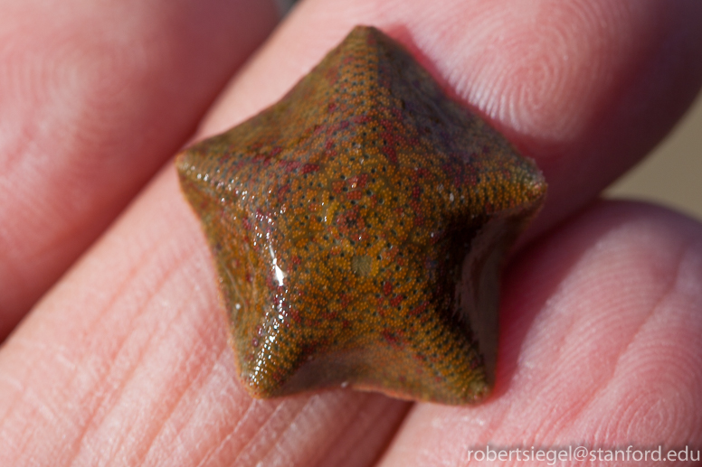 wee sea star